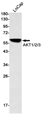 IF - AKT Rabbit mAb AP75046